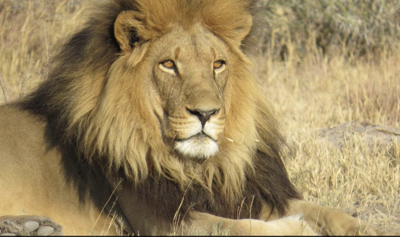A lion in the Manyeleti Game Reserve