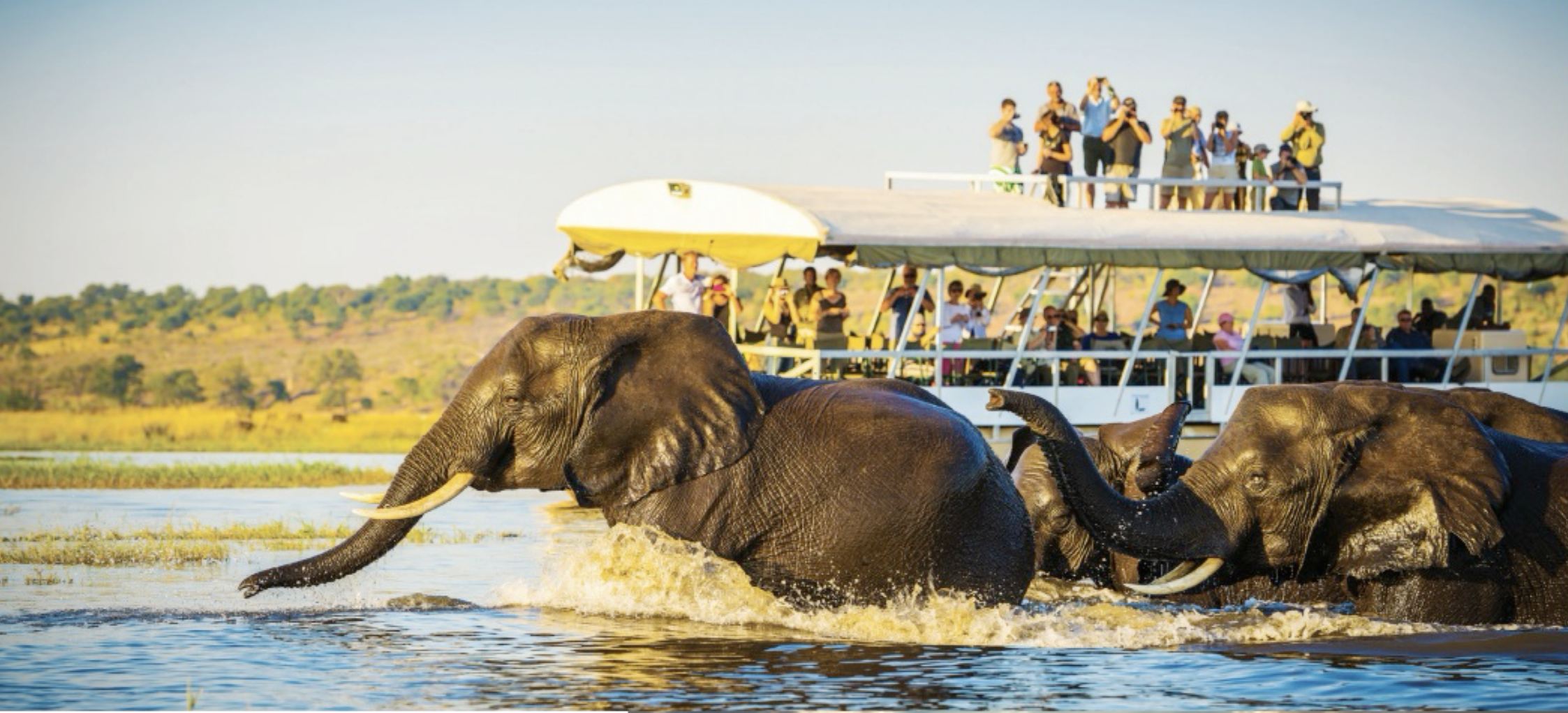 Chobe River elephants