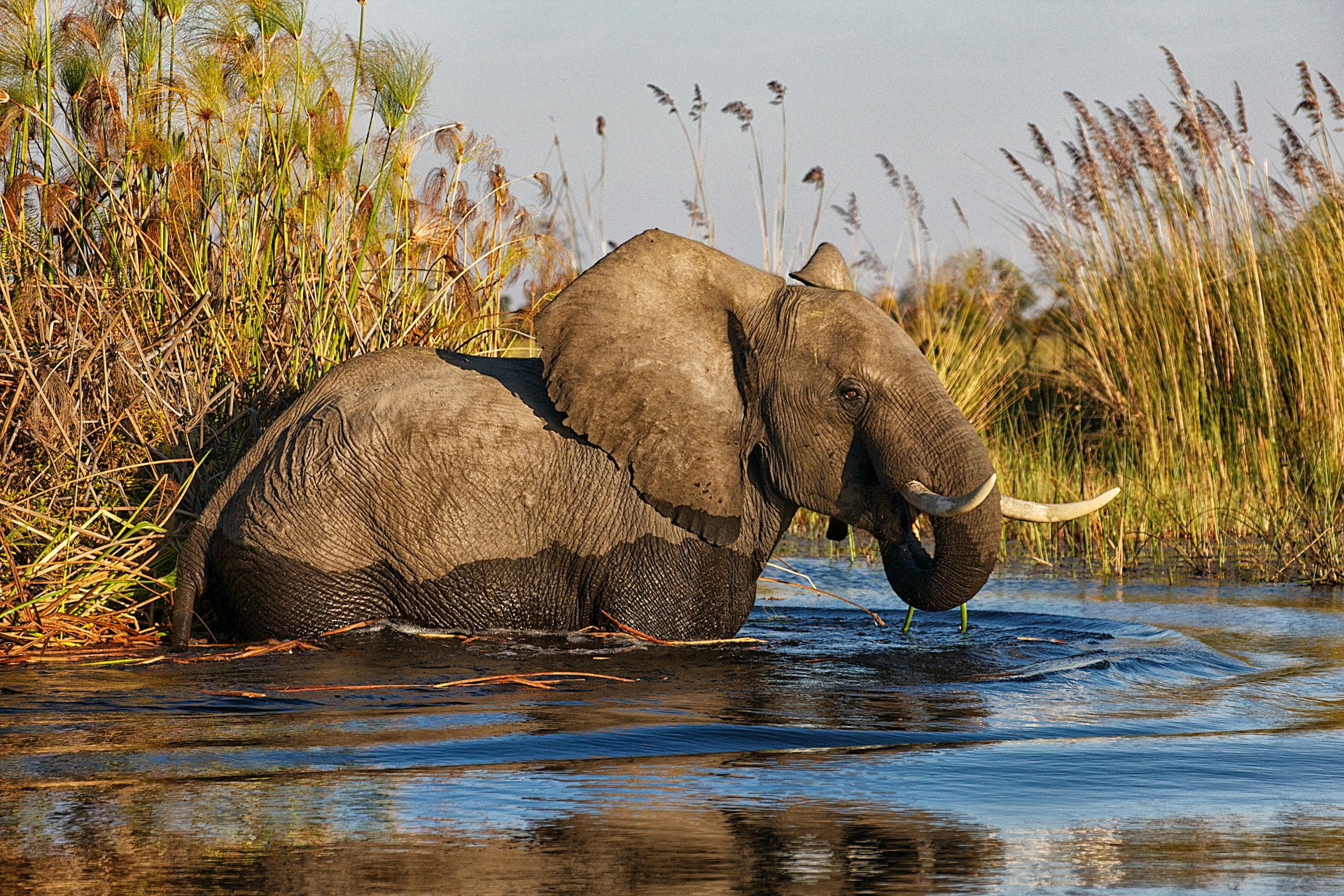 Okavango Delta, Botswana