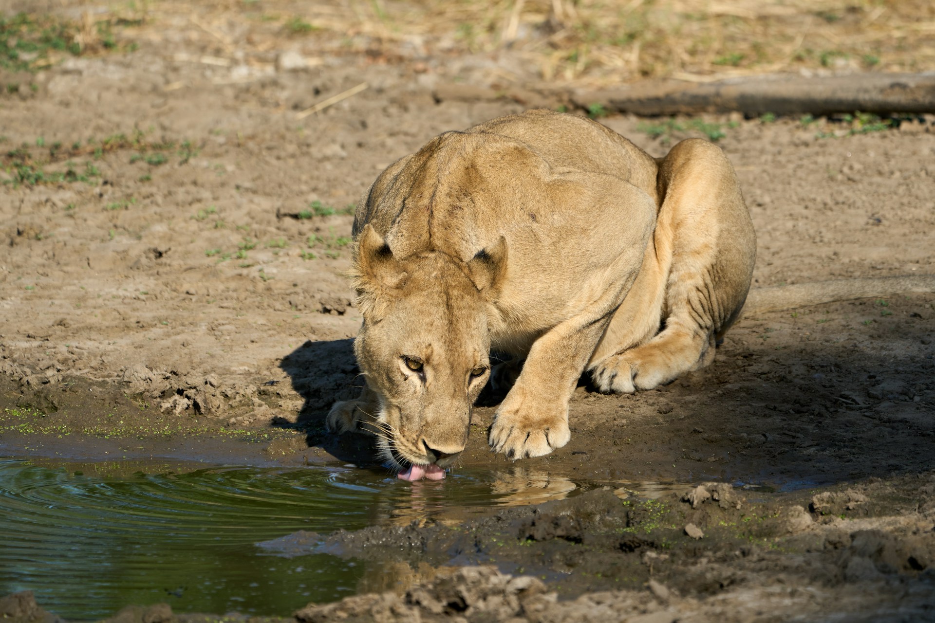 Lower Zambezi, Zambia