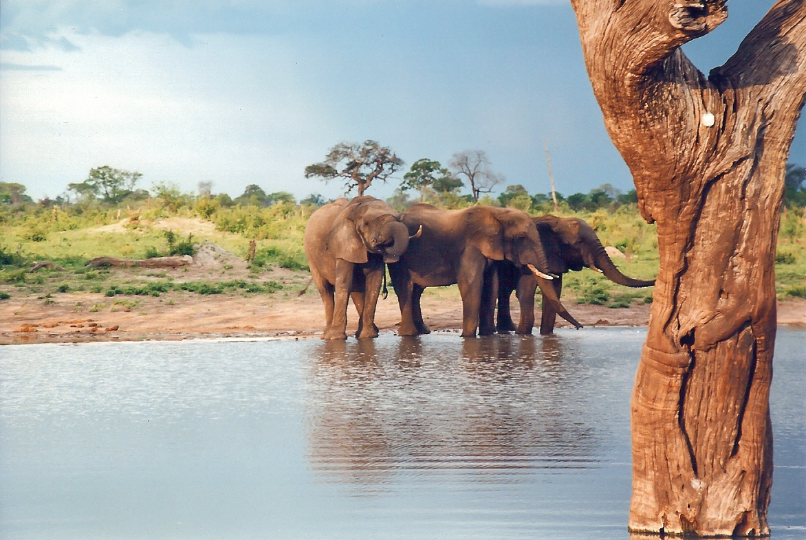 Elephants in Hwange National Park, Zimbabwe's largest reserve.