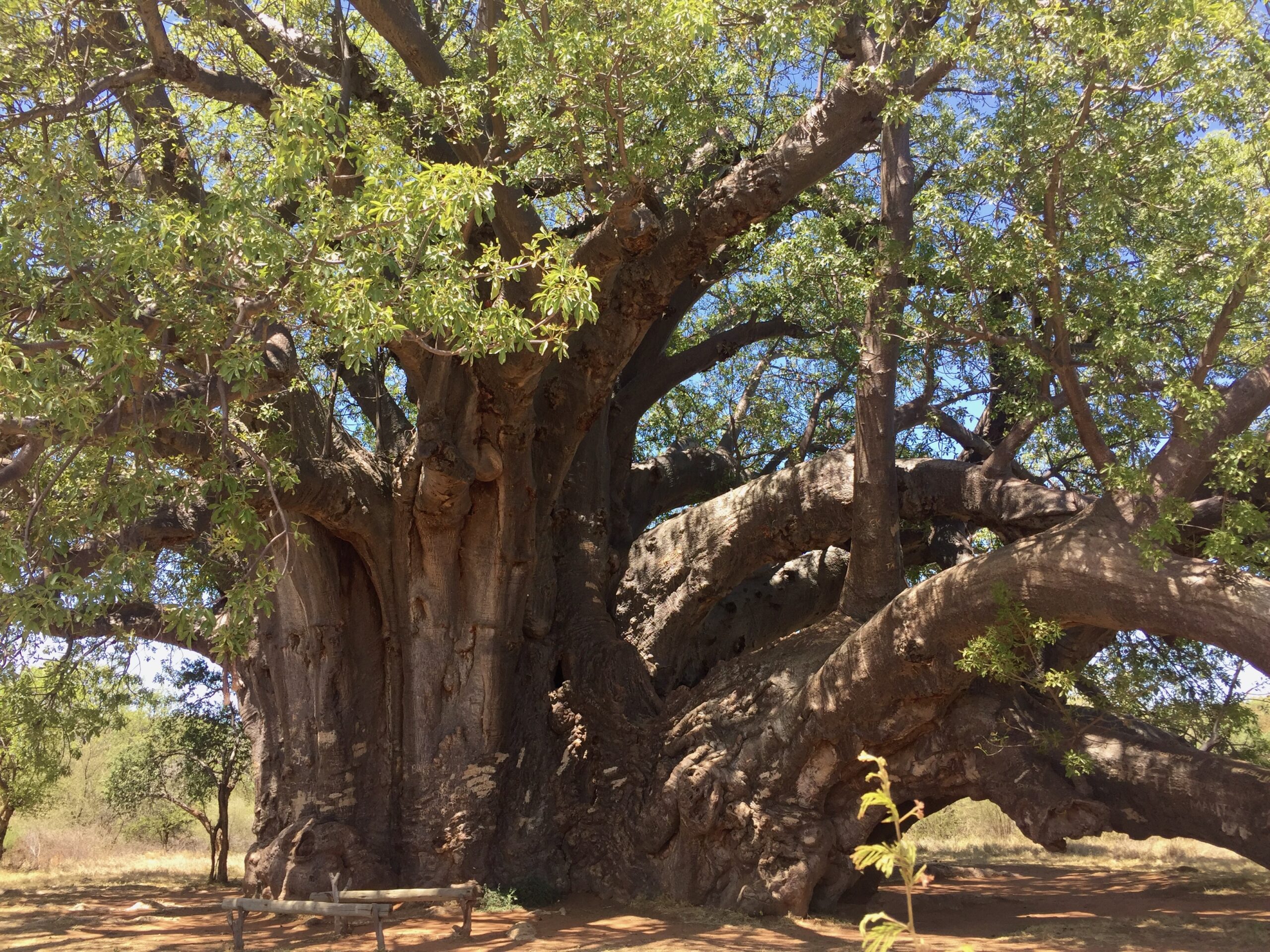 Sagole Big Tree